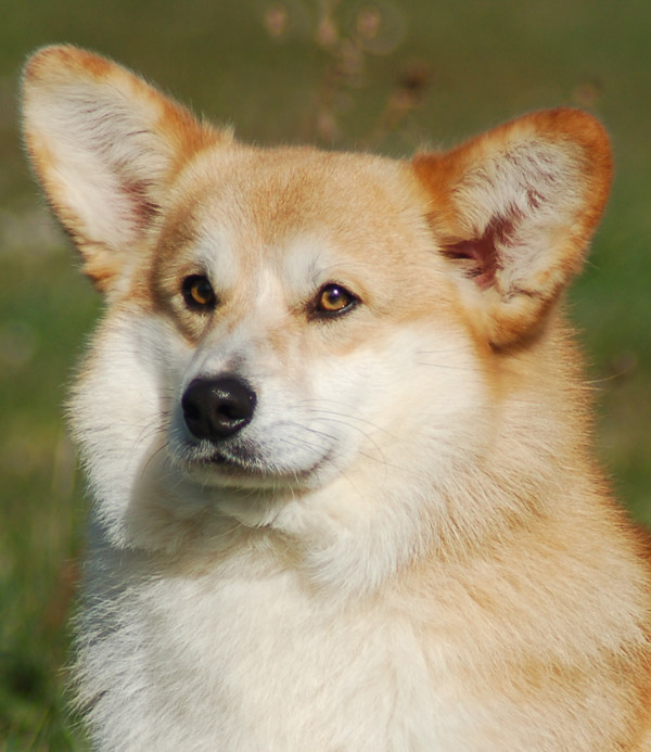 Julio du Clos des Duchesses, corgi né chez nous